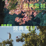 枫树叶水鸟寻觅食物早晨黎明大雾稻田森林运河高清实拍视频素材