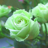 批发玫瑰花苗盆栽室内花卉（碧云）玫瑰花树苗当年开花绿植包邮