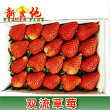 新鲜水果 双流草莓 奶油草莓大草莓2盒40-48个酸甜鲜草莓北京配送