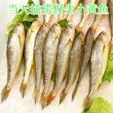 青岛特产新鲜黄花鱼野生小黄鱼新鲜海鱼深海鱼类蒜瓣肉 3斤包邮