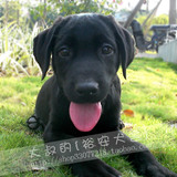 [老字号保障]拉布拉多(Labrador Retriever)黑色风水狗纯种公幼犬