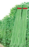 绿白3号/豇豆种子 高产中早熟四季豆种子豆角种子特种蔬菜种100g