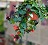 净化空气 吸甲醛 口红吊兰 家庭居室内垂吊观花植物中之佳品