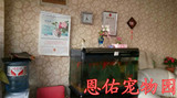 上海猫猫狗狗宠物寄养 室内户外任选  预定即满十赠一免费接送