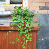 常春藤 成都植物盆栽绿色净化空气花卉可吊可放室内阳台绿化