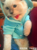 海豹双色重点色布偶猫蓝手套山猫流星枫叶穿眼大八字长毛布娃娃猫
