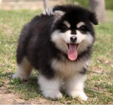 重庆出售阿拉斯加幼犬 纯种阿拉斯加雪橇犬巨型阿拉斯加宠物狗/11