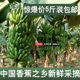 新鲜香蕉5斤21.79元包邮 香蕉水果自然熟 香蕉青 青香蕉5斤banana