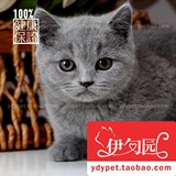 【伊甸园名猫】蓝猫苏格兰折耳猫蓝色 幼猫 宠物猫 纯种猫 公猫