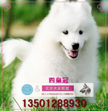 北京繁殖场萨摩耶幼犬出售/双血统澳洲版萨摩犬赛级家养宠物狗N15