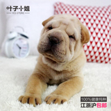韩城犬业 宠物狗狗皮犬短毛狗大型犬沙皮狗活体幼犬纯种出售7