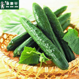 【京黔园】新鲜蔬菜有机肥 新鲜黄瓜 黄瓜 北京买菜同城配送到家