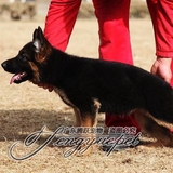 德国牧羊犬幼犬出售德牧幼犬出售纯种家养锤系德牧黑背幼犬BJ-44