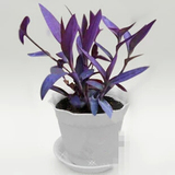 花卉盆栽-紫罗兰苗-紫罗兰吊兰-可以水陪-也可以做吊兰 促3元1棵