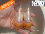 观赏金鱼活体/纯种菠萝头玉顶猫狮小鱼/冷水鱼宠物鱼/风水鱼/