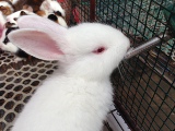 宠物小白兔子活体 迷你兔宠物兔宝宝 自家养殖 包活包运输风险