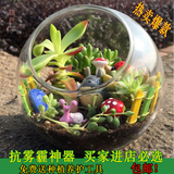 包邮多肉植物组合盆栽玻璃瓶 DIY创意微景观办公室绿植防辐射盆栽