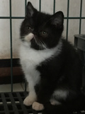 【蓝猫经典猫舍】特价黑白色加菲弟弟 宠物猫咪CAA证书 宠物 活体