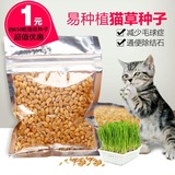 猫草种子 去毛球薄荷零食小麦种30g发芽率高宠物调理肠胃送水晶泥