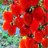 阳台种植  樱桃小番茄种子圣女果种子四季种蔬菜种子水果苗.