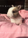 荷兰奶茶道奇侏儒兔宝宝自家繁殖包健康宠物兔活体幼仔猫猫兔垂耳