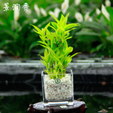 竹子 室内水养植物绿色花卉 金边节节高真花盆栽水竹 富贵竹水培