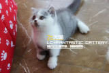 【飞天喵】CFA注册猫舍 赛级 蓝白 英国短毛猫 英短母猫【广东】