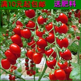 红圣女果种子 水果番茄种子 樱桃番茄 珍珠番茄 阳台盆栽蔬菜种子