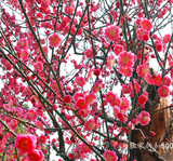 梅花 红梅盆景 桃花树苗绿梅 乌梅室内绿植盆栽 当年开花