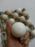 蓝孔雀种蛋/孔雀种蛋/孔雀苗/孔雀种蛋批发/蓝孔雀受精蛋