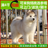 赛级 纯种阿拉斯加犬 幼犬出售 灰色桃脸巨型雪橇犬 家养宠物狗06