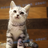宠物猫美短活体 美国短毛猫 银虎斑纹猫咪宝宝重庆实体店包健康