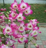 兰花-洋兰--粉红日本春石斛兰  芳香  易养易开花  瓣厚花期长