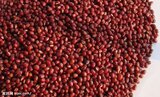 15新货红小豆东北五常农民自家种有机红豆杂粮红豆500g