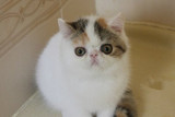 加菲猫宠物猫活体/家养纯种短毛猫/梵三花妹妹母猫MM