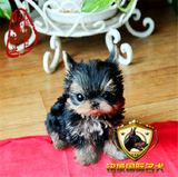 约克夏幼犬出售纯种赛级家养茶杯袖珍迷你体超小型约克夏梗狗狗
