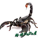 非洲帝王蝎 宠物蝎子活体 全长15-18cm左右 世界最大蝎子 送8件套