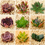 多肉防辐射花卉车载植物 迷你阳台盆栽桌面植物净化空气 23个品种