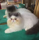 宠物猫咪活体波斯猫长毛蓝白繁花猫加菲猫幼猫