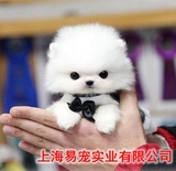 博美犬幼犬出售宠物狗活体买卖上海博美犬舍俊介君白黄哈多里