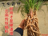 云南传统兰花植料营养土兰花植料兰花专用土花肥种植土