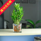 【富贵竹】荷花竹 观音竹 弯竹 土培 水培植物  办公室小型盆栽