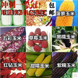 夏播蔬菜种子 玉米种子 菠萝/水果/草莓玉米 甜/黑/糯玉米包邮