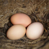 1枚装土鸡蛋试吃装农家散养新鲜初生蛋当天纯天然月子正宗土特产