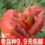 非转基因老品种番茄蔬菜种子可留种蔬菜苗批发阳台盆栽易种番茄苗