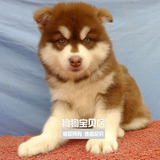巨型阿拉斯加雪橇犬幼犬出售/赛级红色桃脸十字狗狗048
