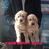 上海出售纯种金毛幼犬 宠物狗狗美系金毛犬 巡回犬 免费送货上门