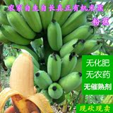 惠州米蕉 新鲜水果粉蕉/小米蕉/香蕉/奶蕉 青蕉现砍现卖 5斤包邮