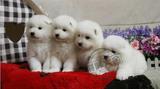 宠物狗狗幼犬活体出售纯种极品家养萨摩耶雪橇犬萨莫耶熊版包健康