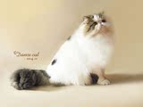 ●舞蹈小猫客栈●CFA注册纯种棕梵色异国长毛猫★加菲猫 宠物猫